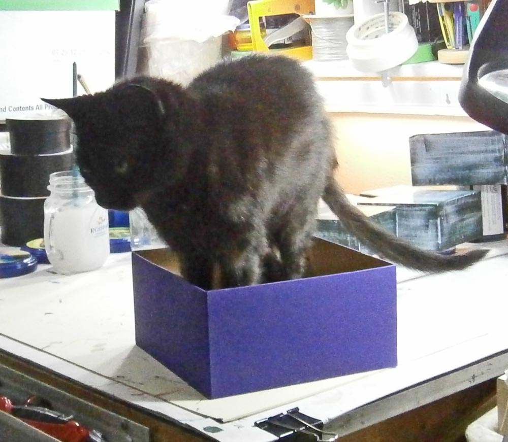 black cat in purple box