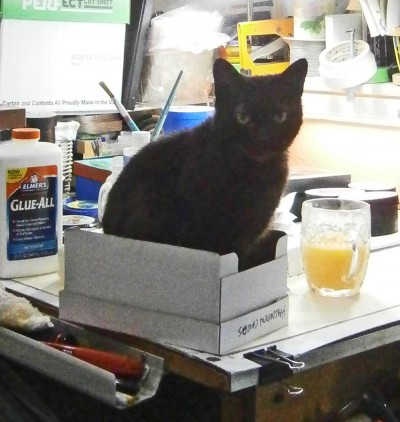 black cat in white box