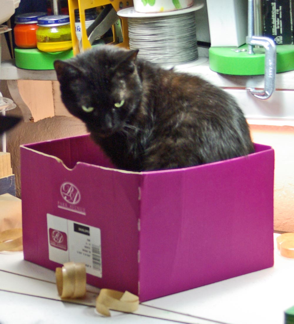 black cat in pink box
