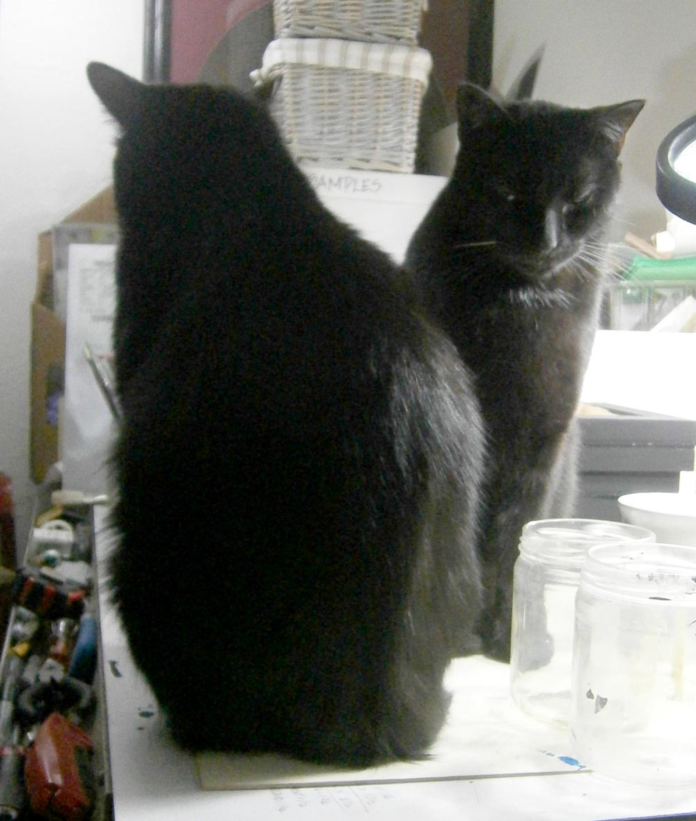 two black cats on table
