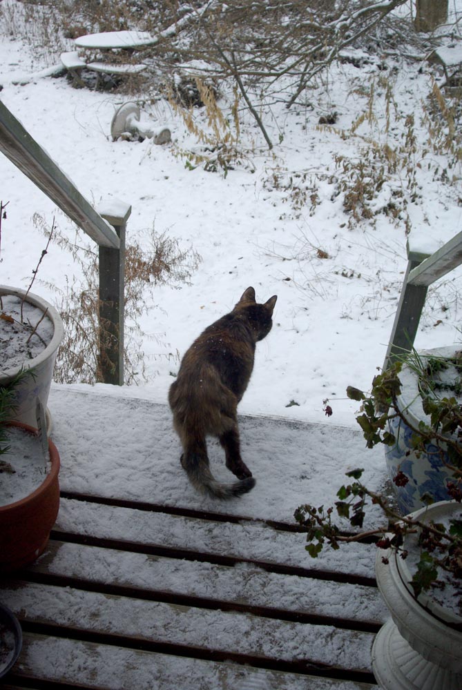 tortoiseshell cat on snowy deck