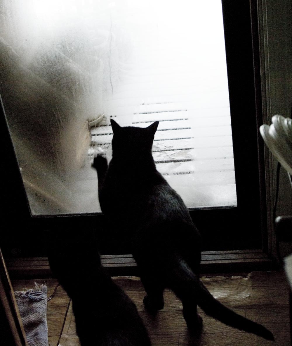 black cat wiping window
