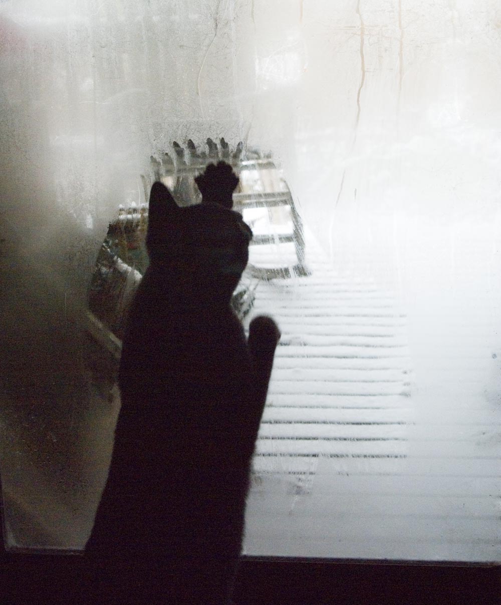black cat wiping window