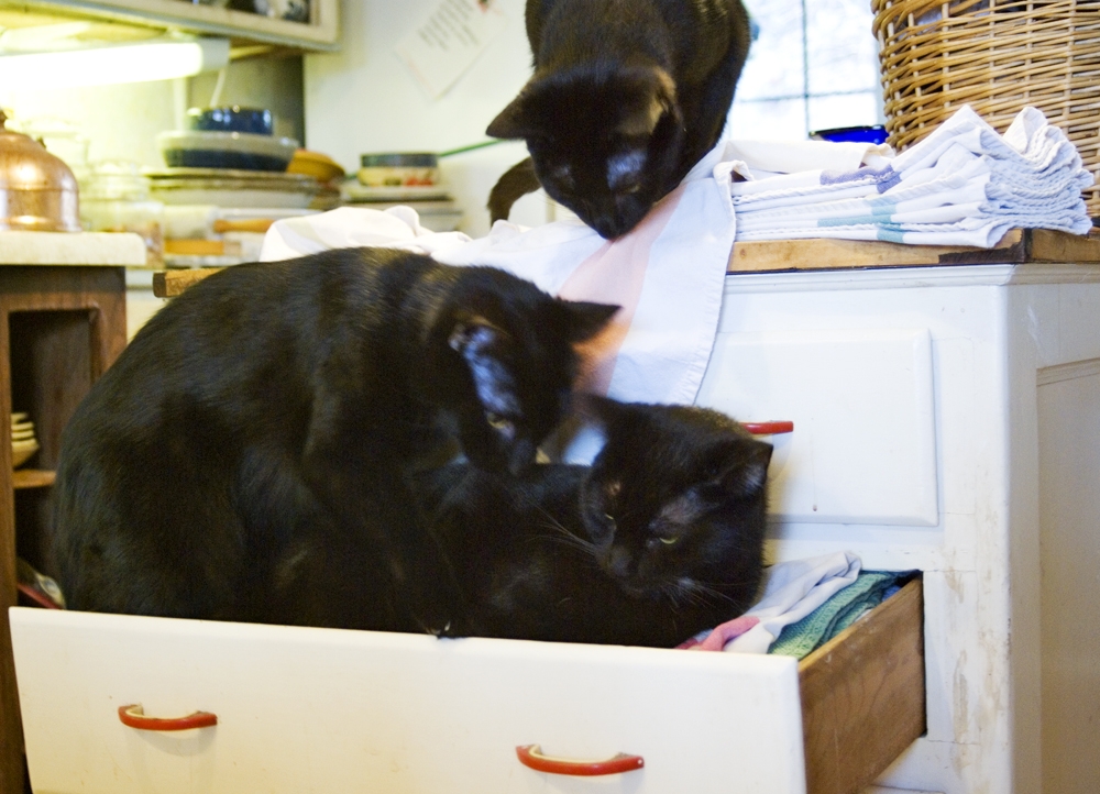 three black cats in drawer