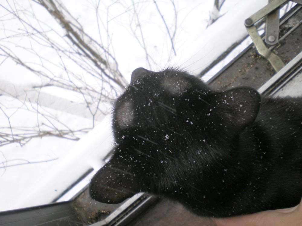 black cat with snow