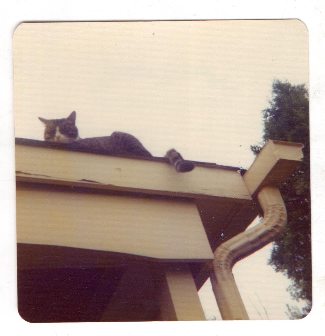 cat on edge of roof