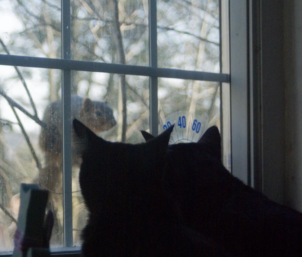 two black cats looking at squirrel outside window