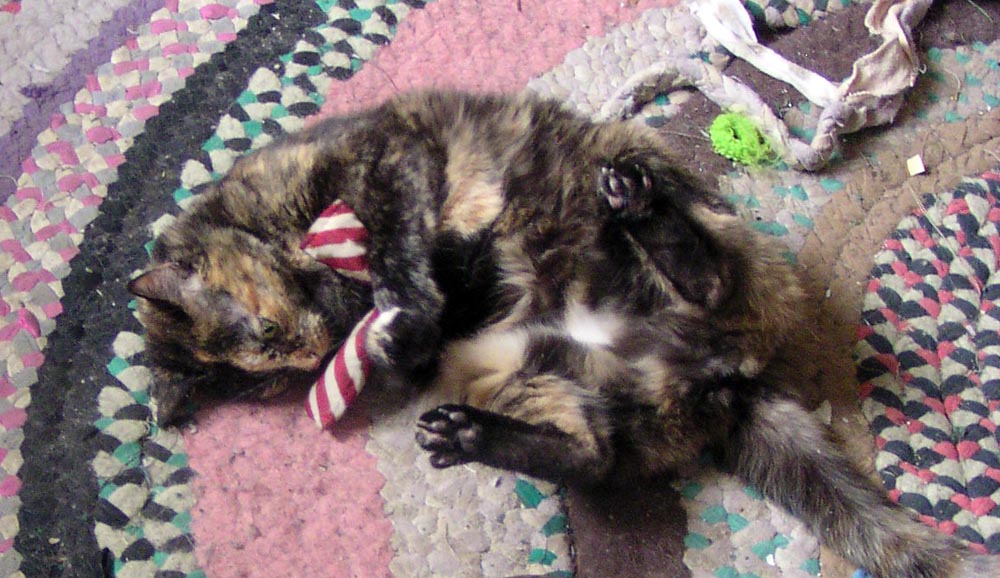 tortoiseshell cat with christmas catnip toy