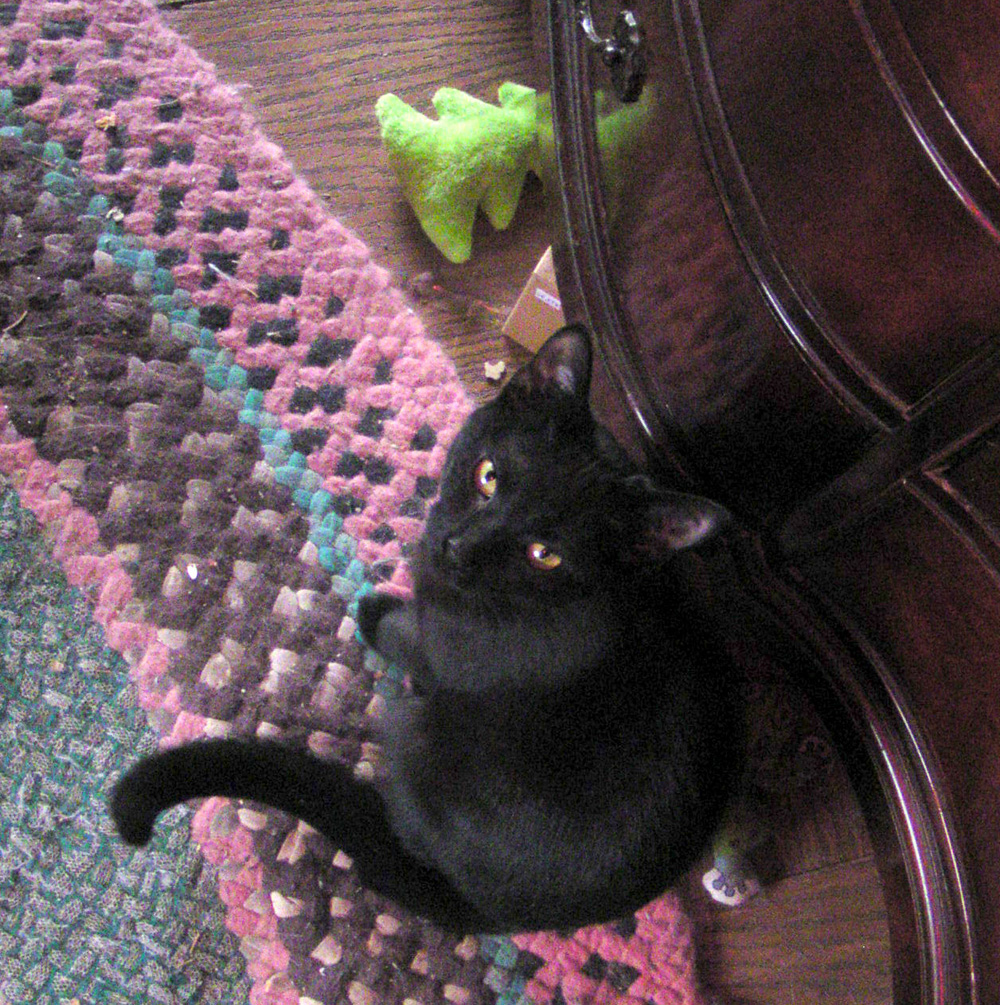 black cat with holiday toy