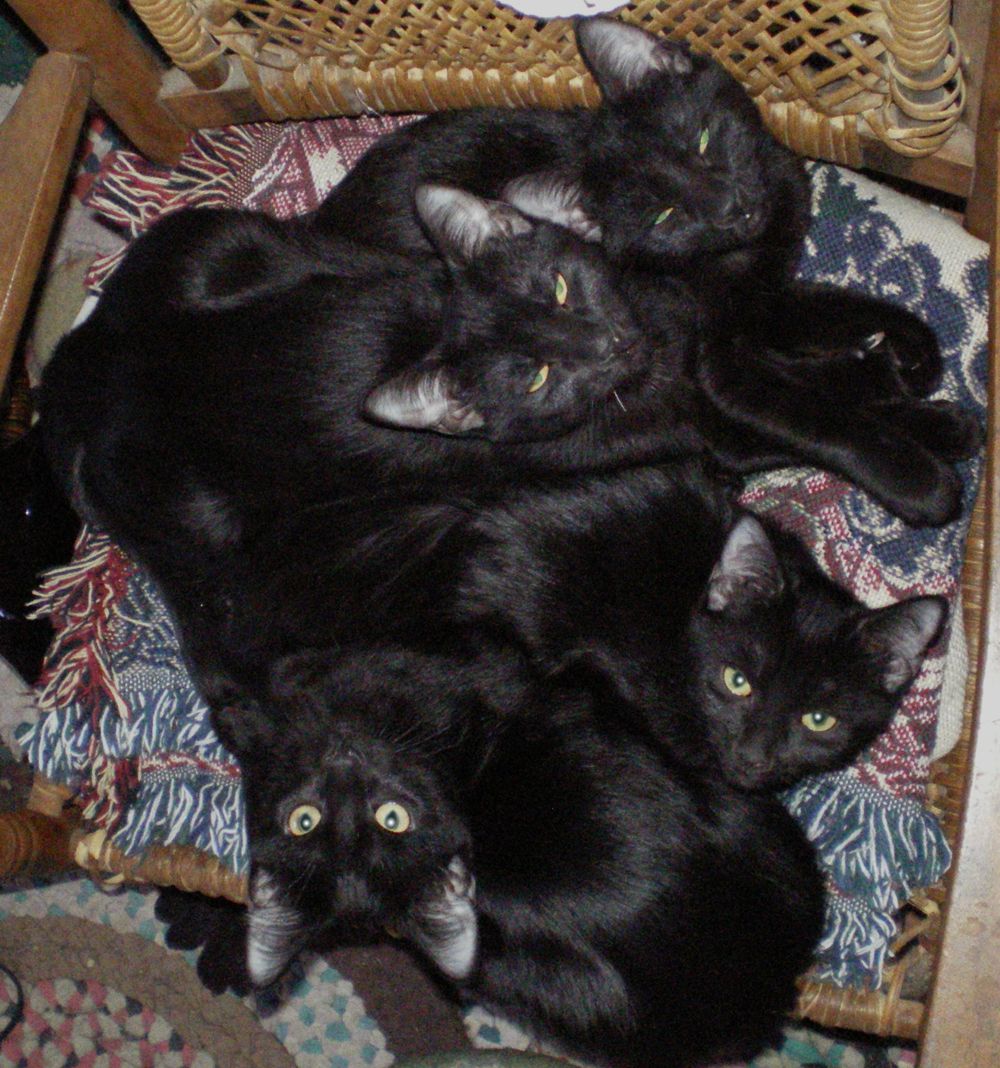 four black kittens on rocker