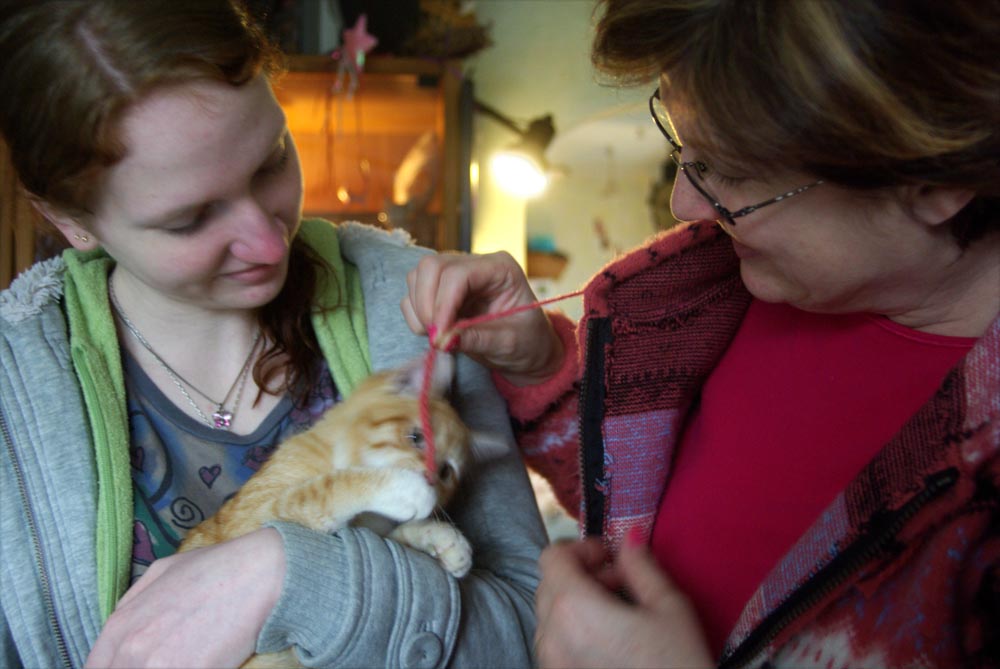 orange kitten is adopted