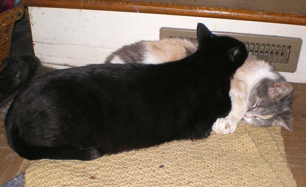 black cat using calico cat as pillow