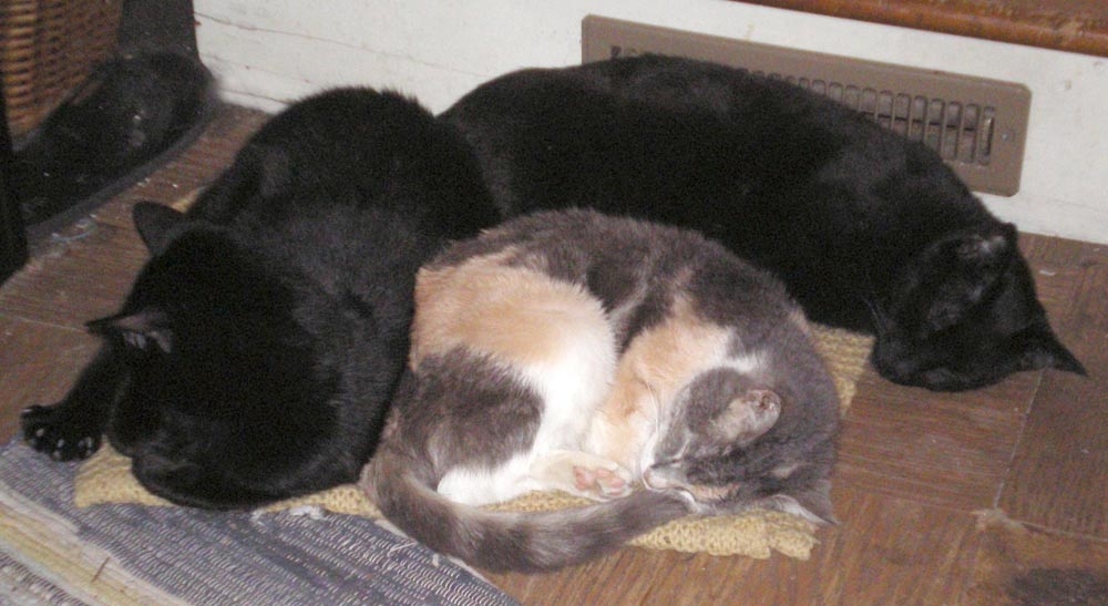 two black cats and calico cat