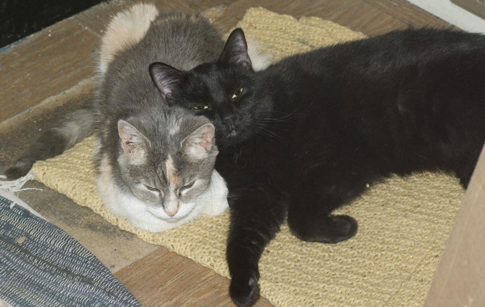 black cat using calico cat as a pillow