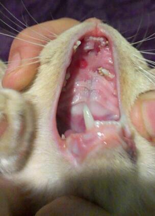 inside cats mouth
