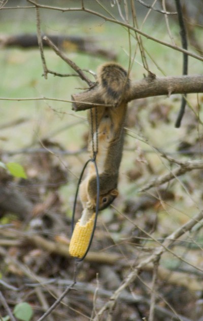 The fun squirrel corn feeder.