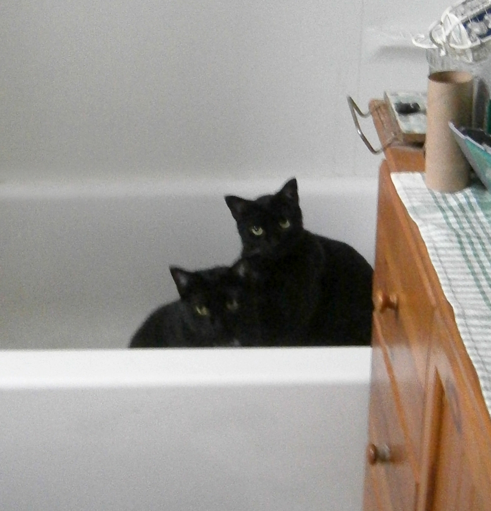 two black cats in tubn