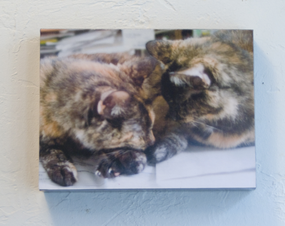 two tortoiseshell cats