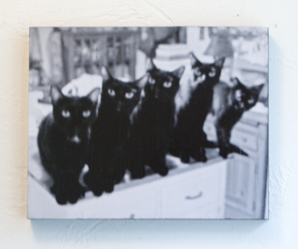 photo of five black cats