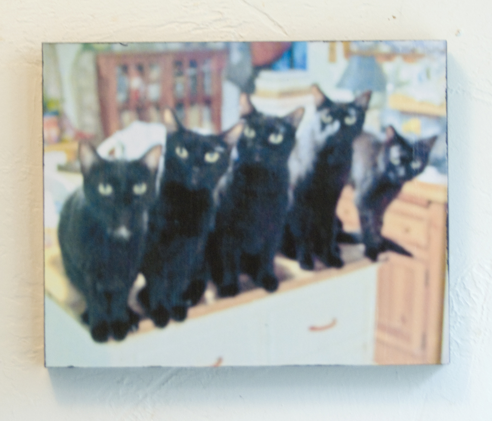 color photo of five black cats