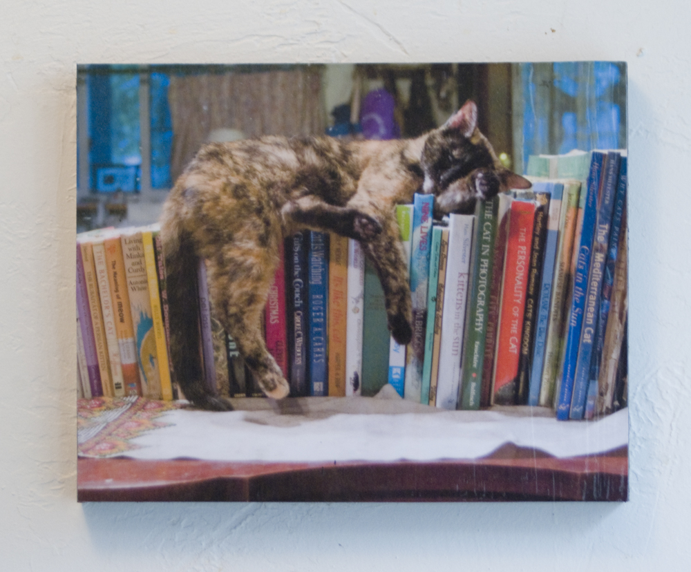 photo of cat sleeping on books
