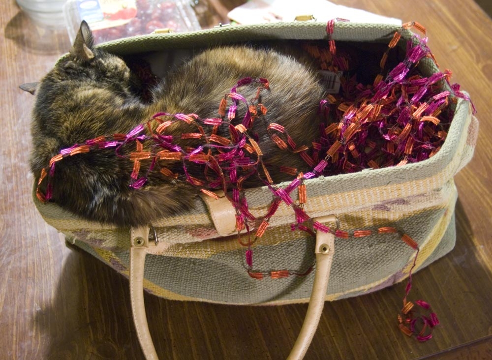 tortoiseshell cat sleeping in purse with yarn