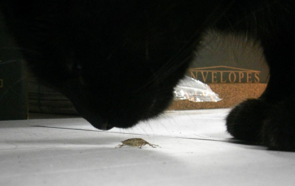 black cat silhouette sniffing stink bug