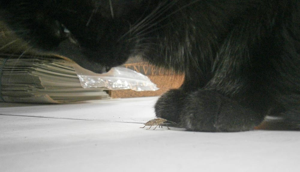 stink bug sniffing cat paws