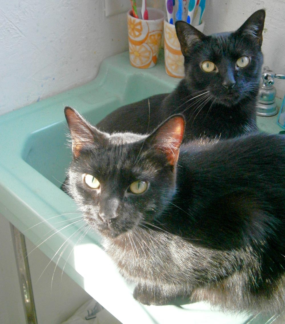 two black cats in green sink