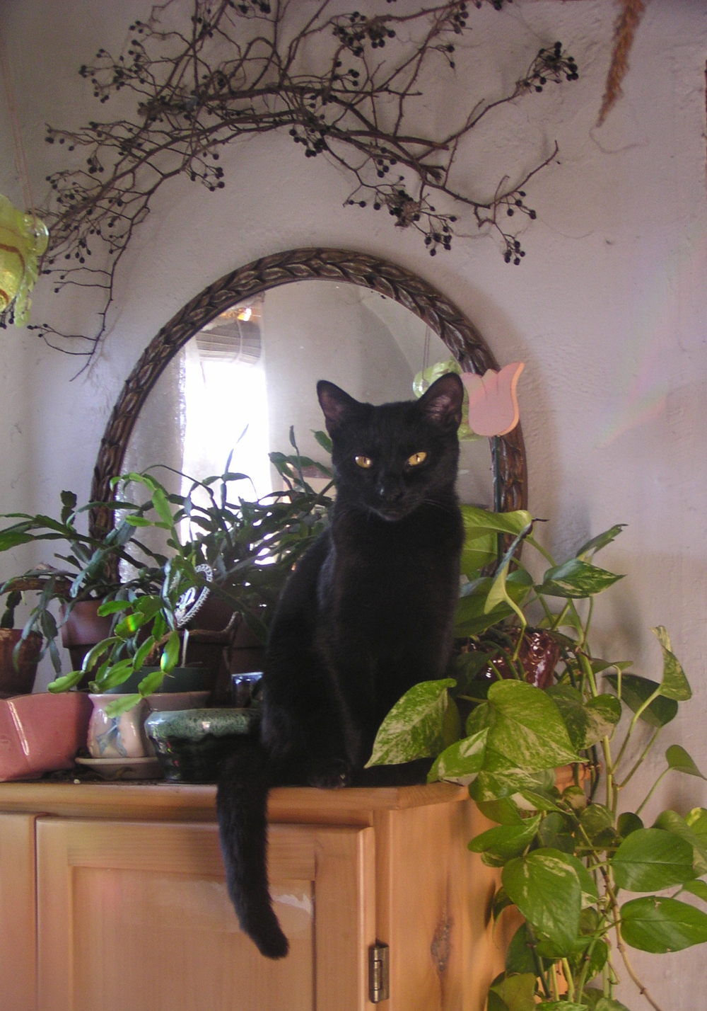 black cat among plants