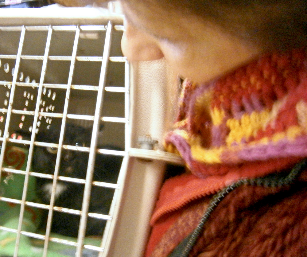 feral kitten in cage