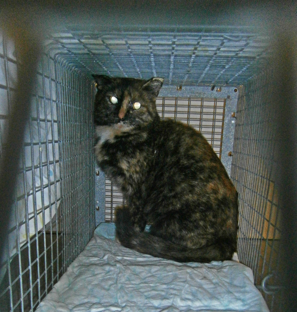 tortoiseshell cat in cage