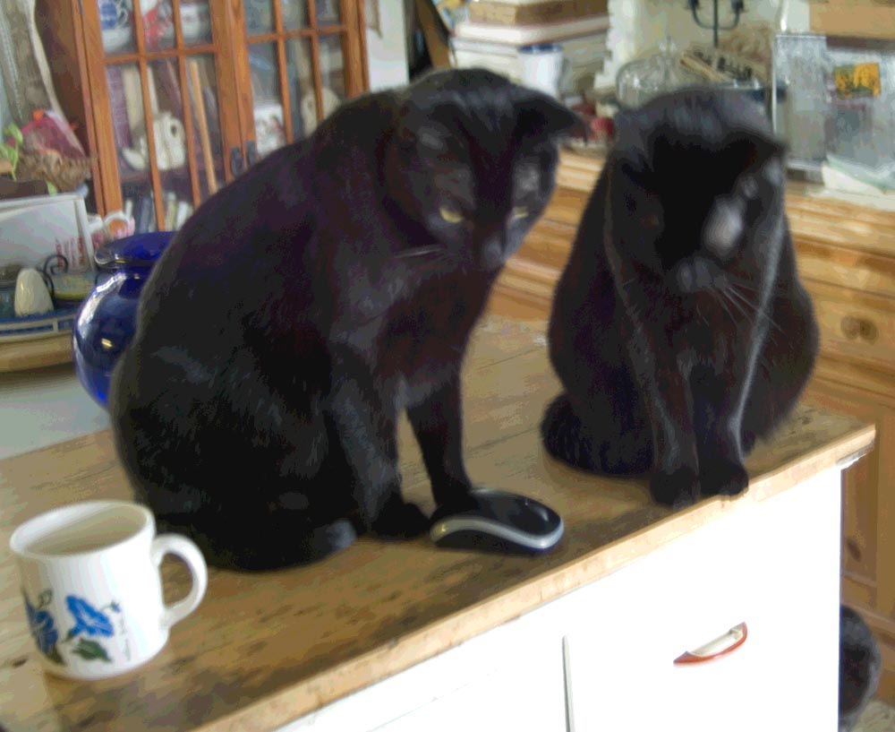 two black cats looking down