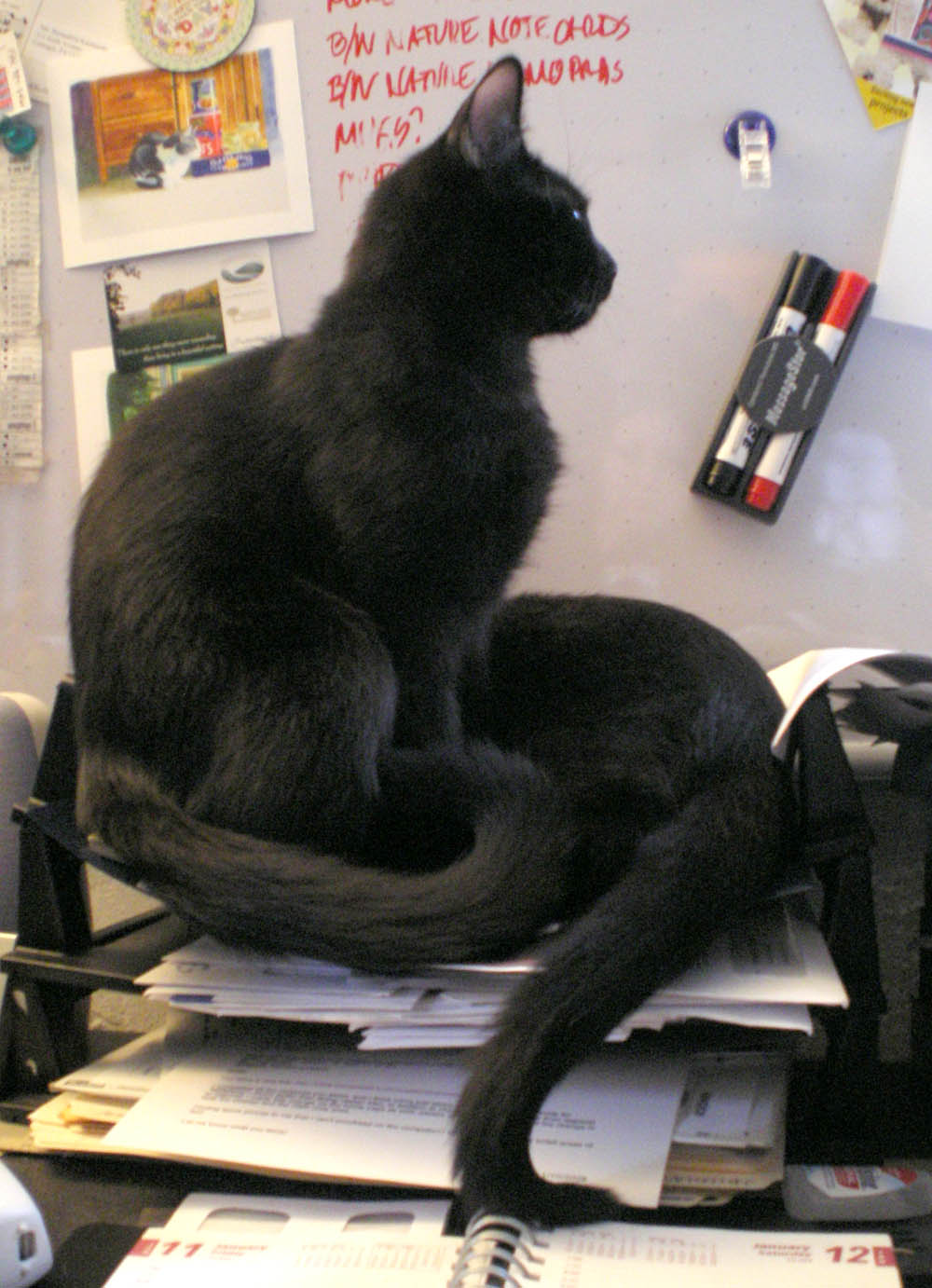 two black kittens in inbox