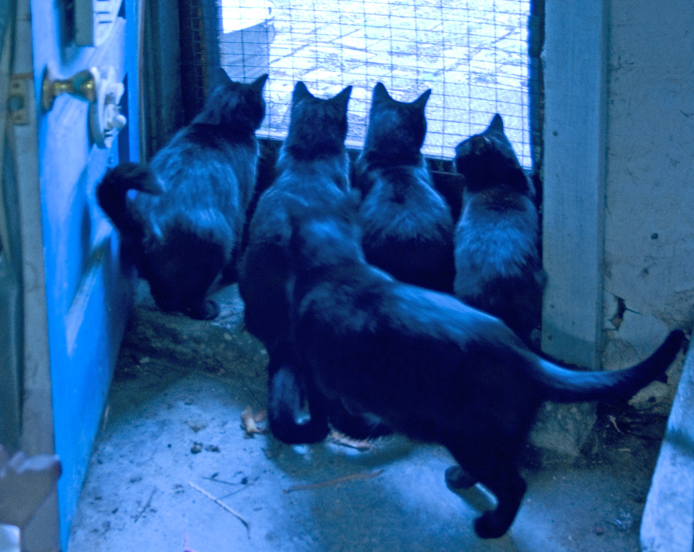 five cats at door