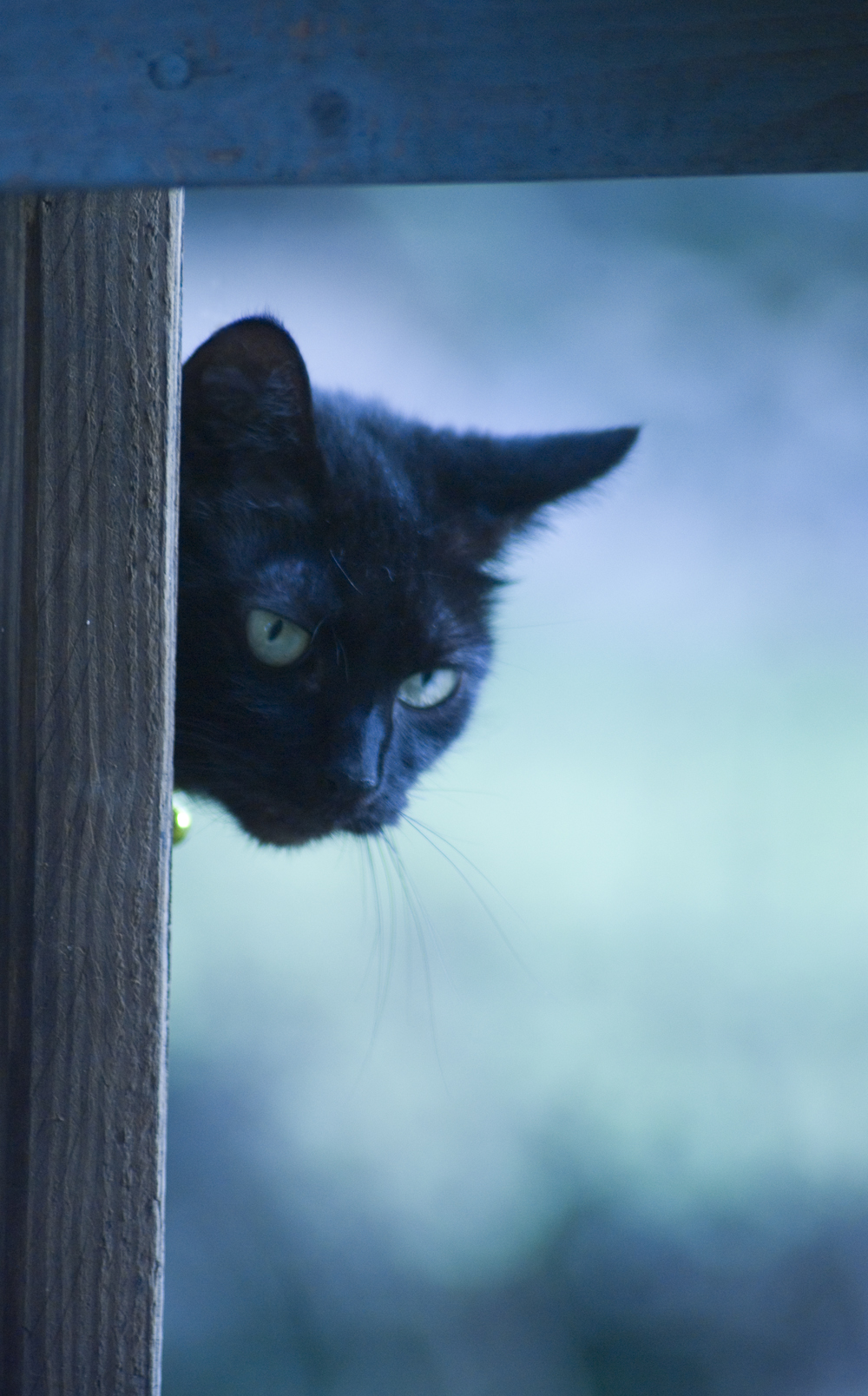 black cat looking through deck railing