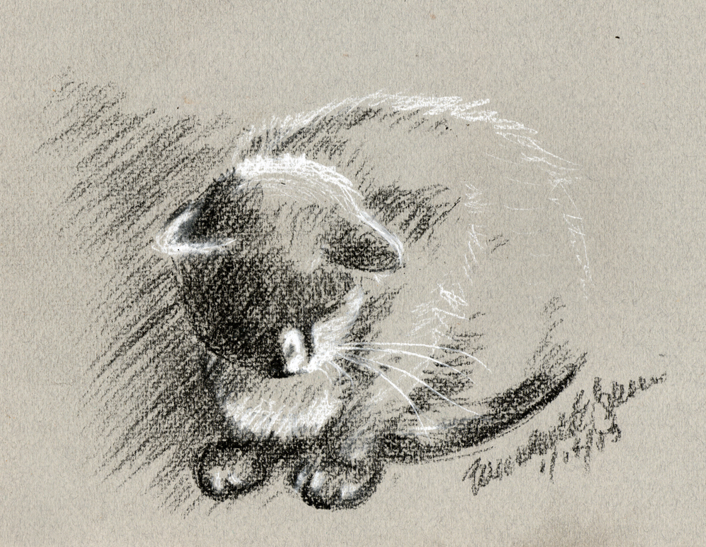 sketch of cat on gray paper