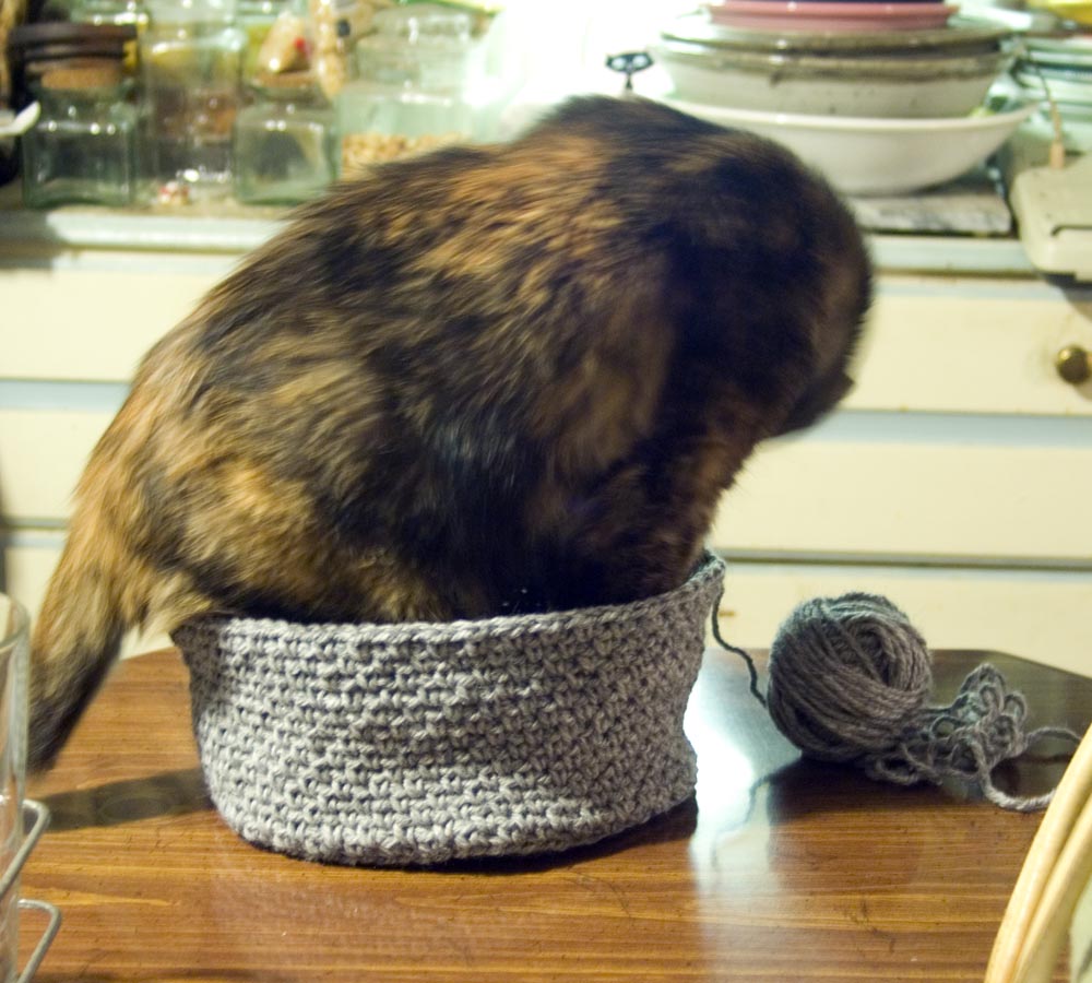 tortoiseshell cat in crocheted hat