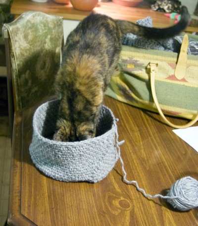 tortoiseshell cat stepping into crocheted hat