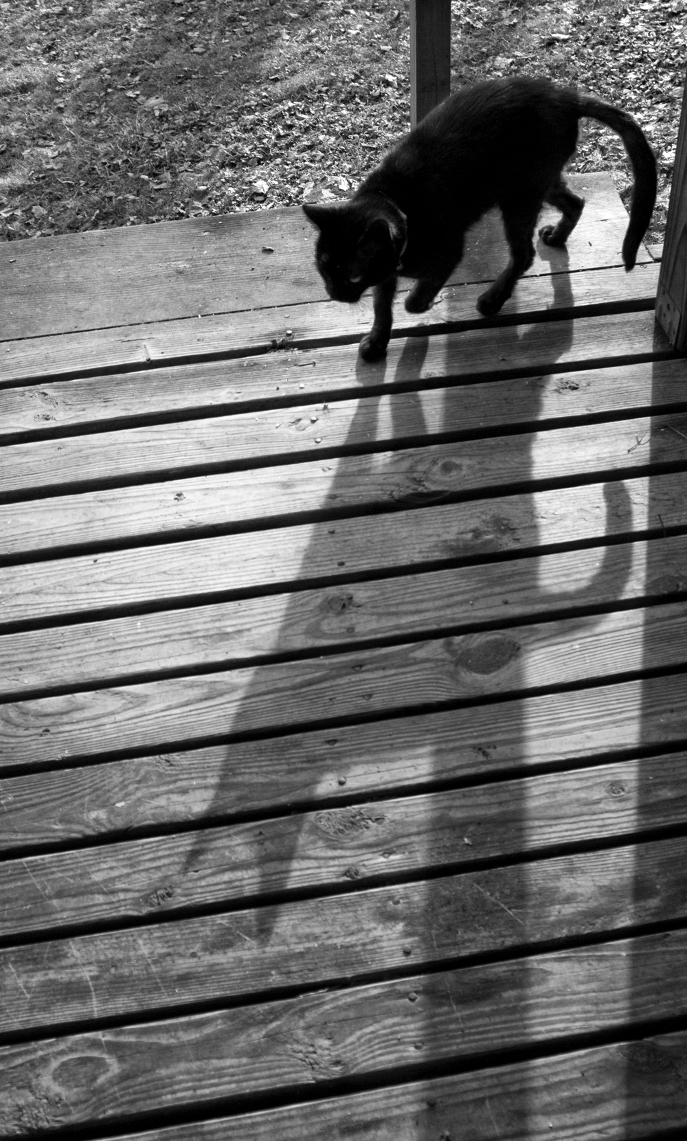 black cat with long shadow