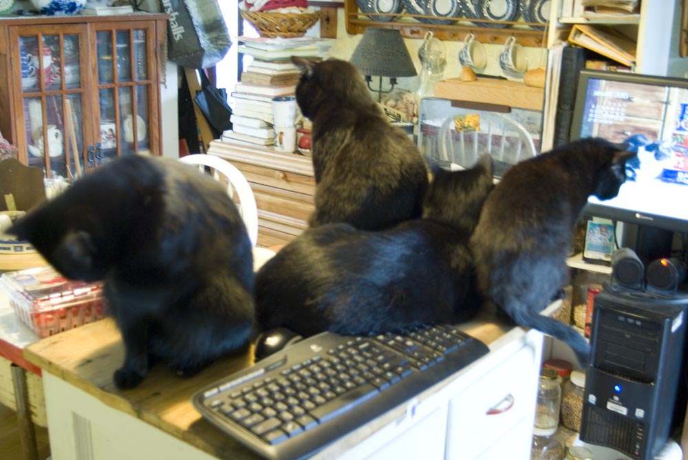 four black cats around computer keyboard
