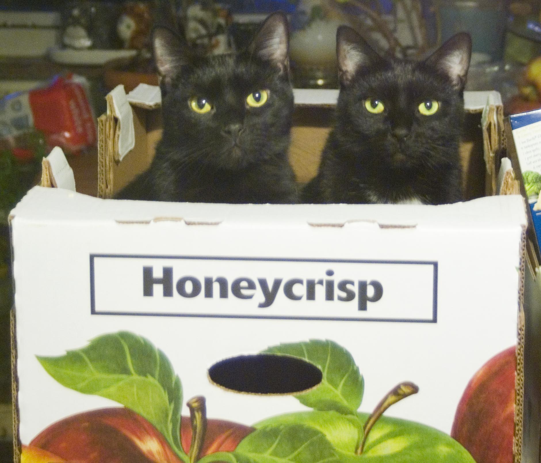 two black cats in honeycrisp box
