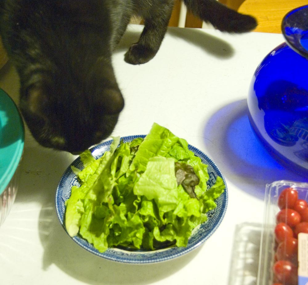 black cat heading for salad