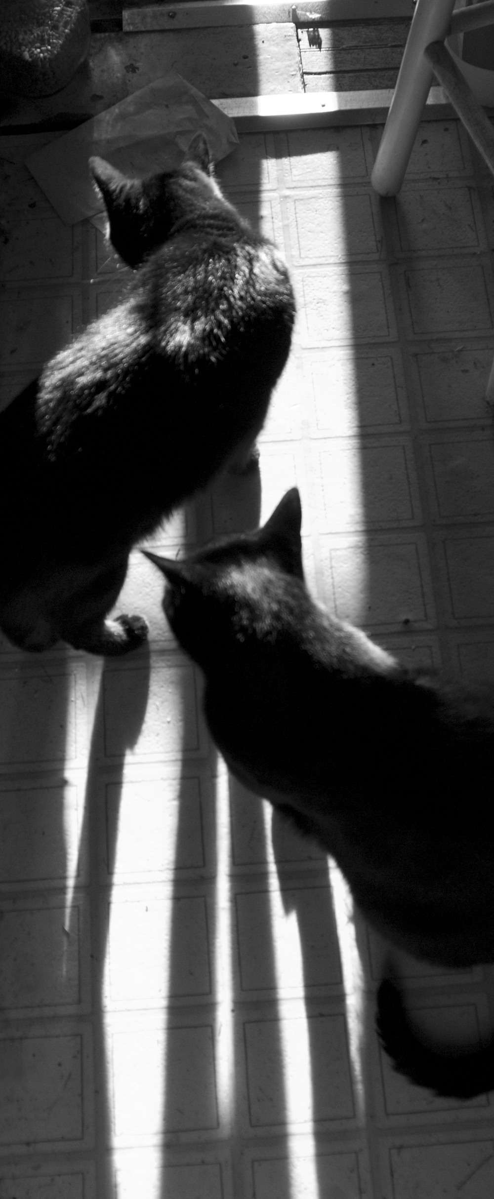 two black cats in sunlight black and white