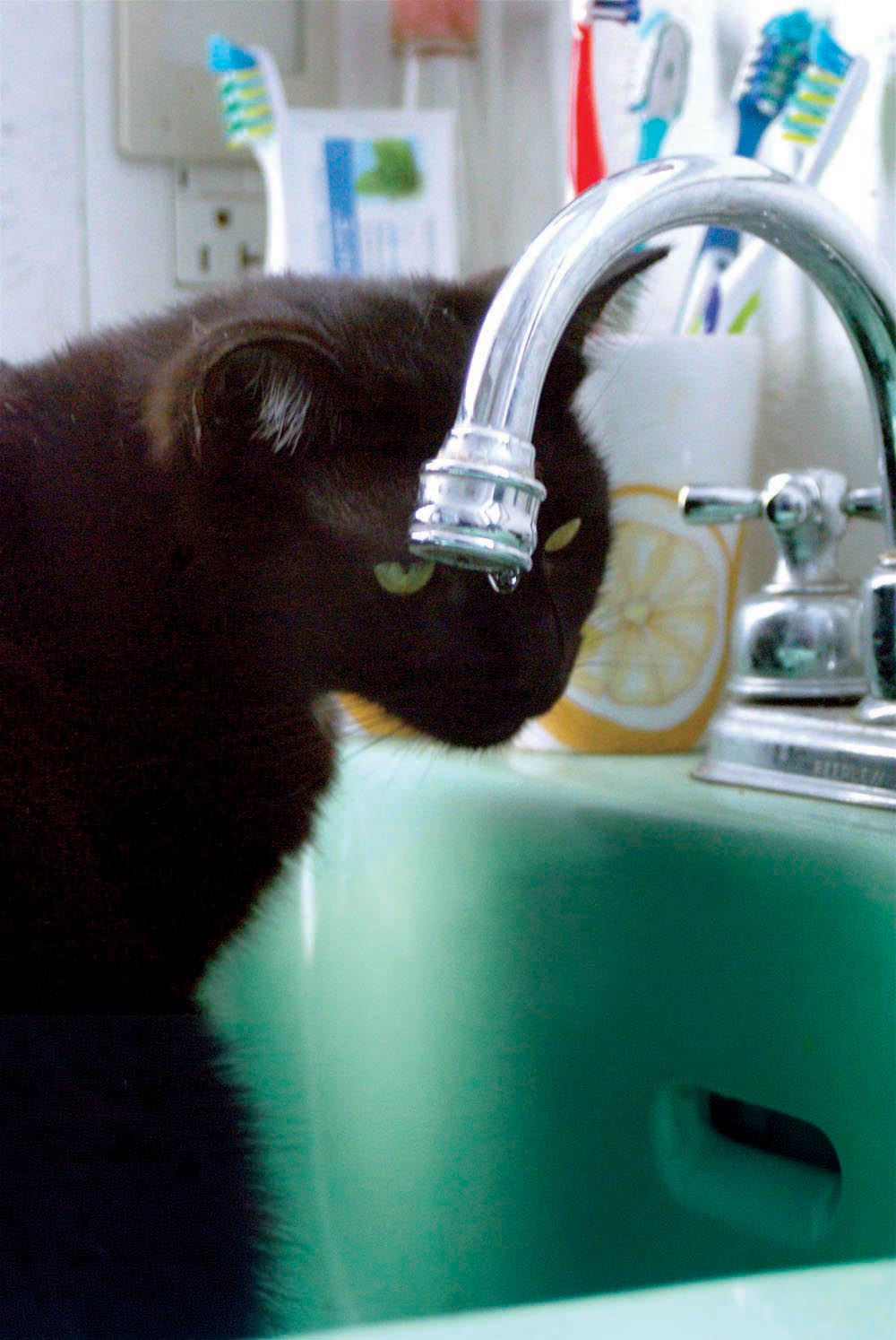 Black cat looking at water dripping from faucet