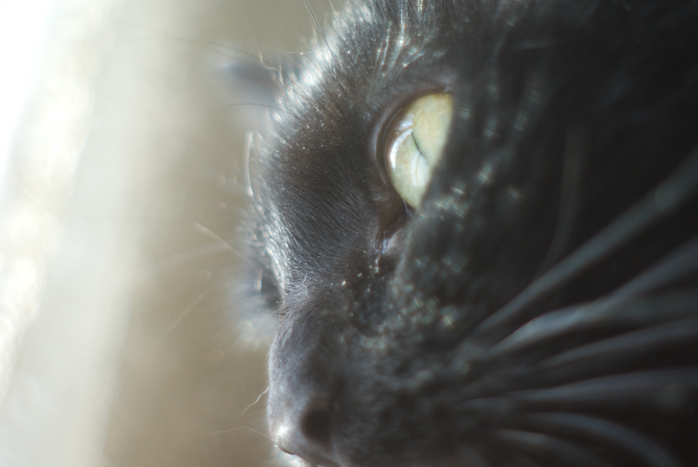 close up photo of black cat face