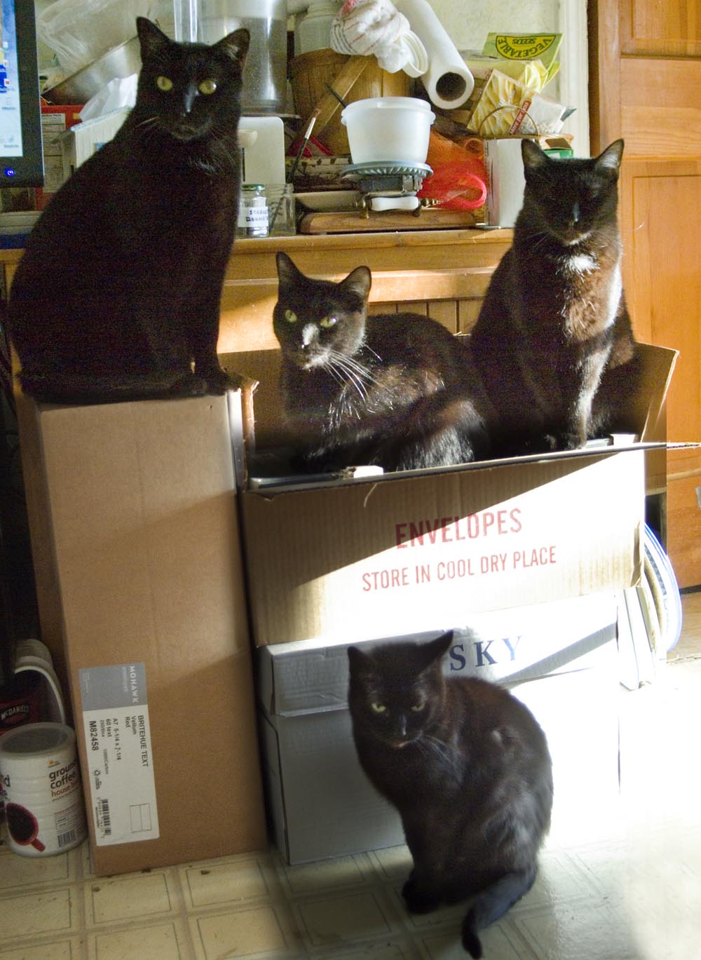 four cats and cardboard boxes