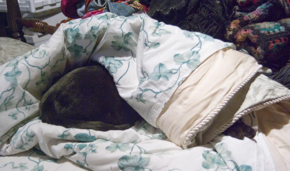 black cat rolled up in comforter