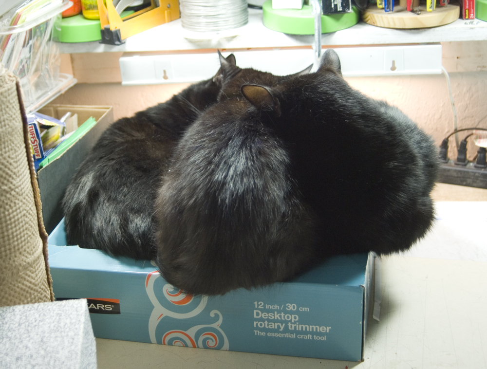 three black cats in box
