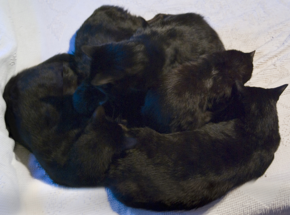 pile of black cats